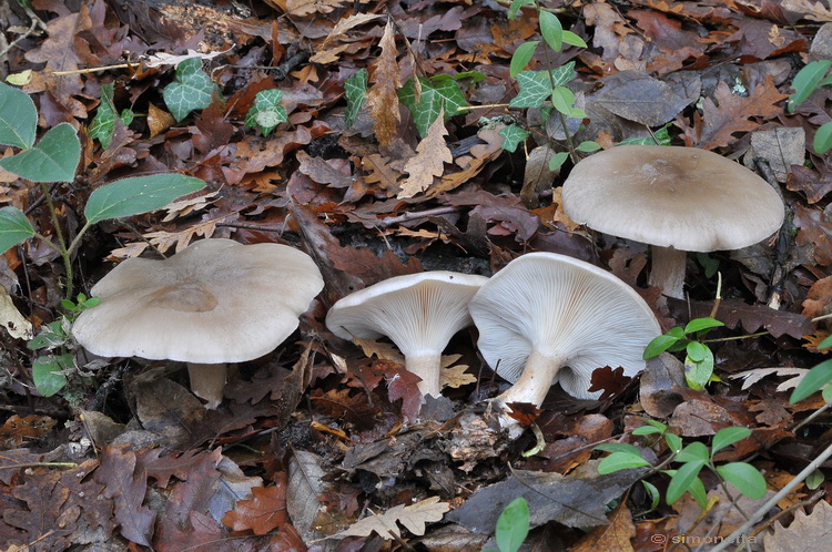 Escursione del tardo autunno nelle colline chiantigiane